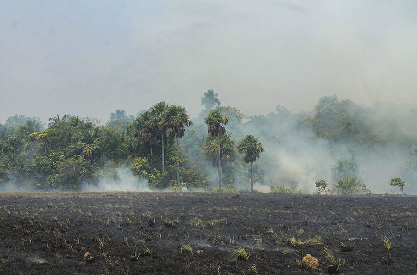  Motosierras e incendios provocados acaban con la naturaleza en departamentos de la Orinoquia