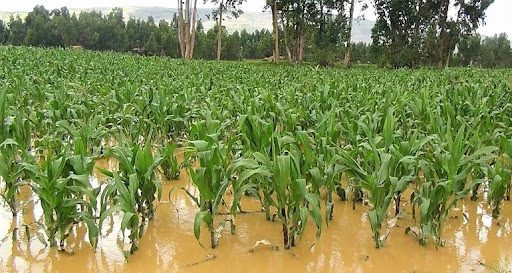  Agricultores reportan pérdidas por bajos precios y perjuicios de las inundaciones