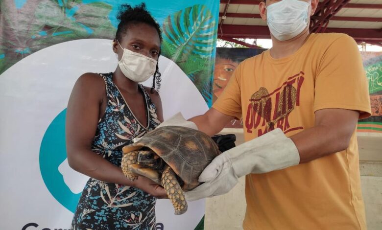  Animales atendidos medicamente retornaron a su hábitat informó Cormacarena