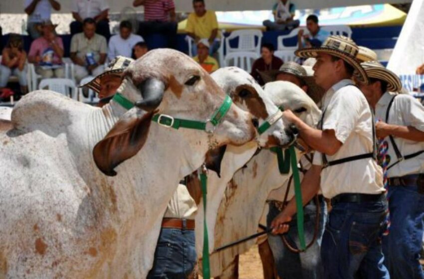  Feria Agroindustrial, Turística, Ganadera y Comercial Malocas el 25 de enero de 2022