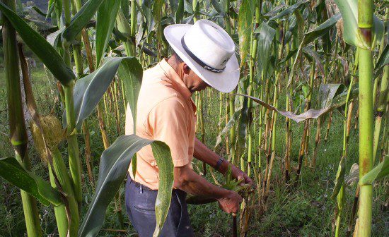  Por el progreso social y económico, el Estado debe ofrecer ayuda a los campesinos del Meta y Colombia