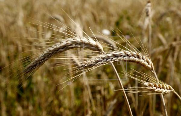  CEREALES PRECIOS – China y los efectos de la pandemia encadenan precios récord en los cereales