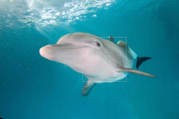  EEUU ANIMALES – Winter, la delfín que inspiró «Dolphin Tale», tiene un memorial en Florida