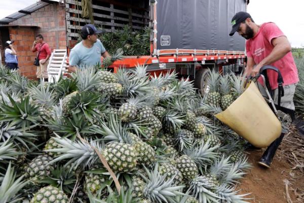 Echar raíces en el primer "pueblo socialista" de las FARC