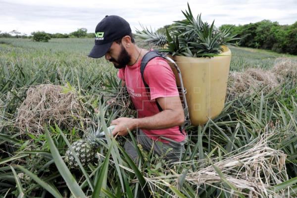 Echar raíces en el primer "pueblo socialista" de las FARC