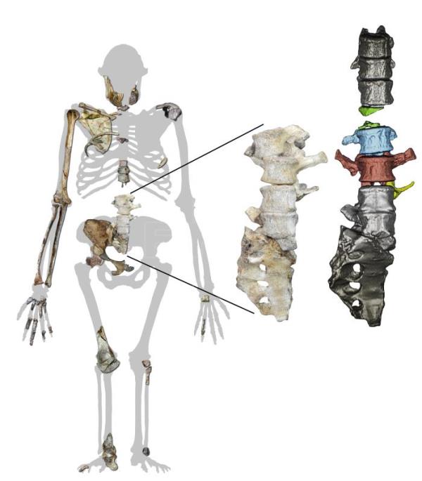 "Australopithecus sediba" caminaba como un humano, pero trepaba como un simio