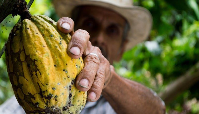 Embajada Canadiense, Repsol y Ecopetrol entregan centrales de beneficio productivo a cacaoteros