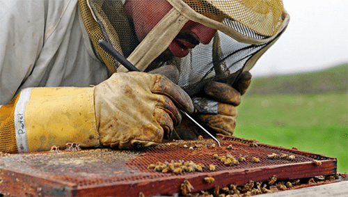  Con químicos para la agricultura, prohibidos en Estados Unidos, están matando millones de abejas en el Meta