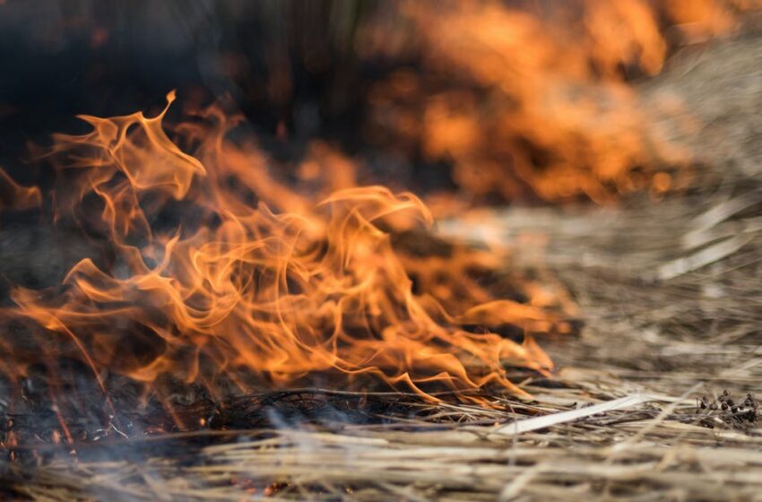  Buscan a los pirómanos que originan los incendios forestales