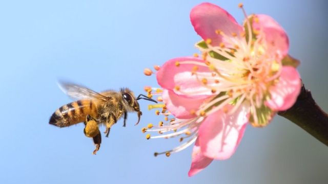  Los insecticidas están matando las abejas, acabando con la polinización y destruyendo la naturaleza