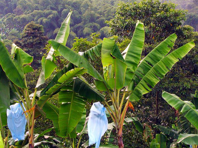  ICA mantiene vigilancia para los cultivos de plátano en Meta