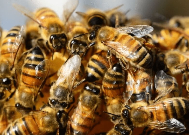  Falleció menor atacado por enjambre de abejas