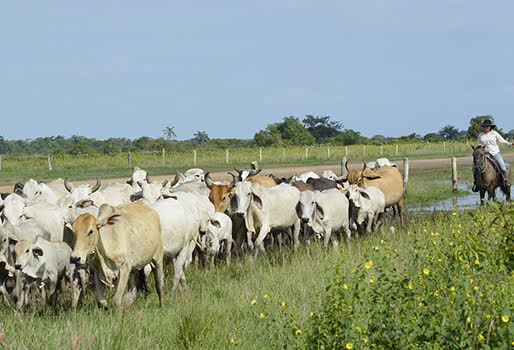  El abigeato azota la ganadería de Casanare que clama por ayuda del Gobierno