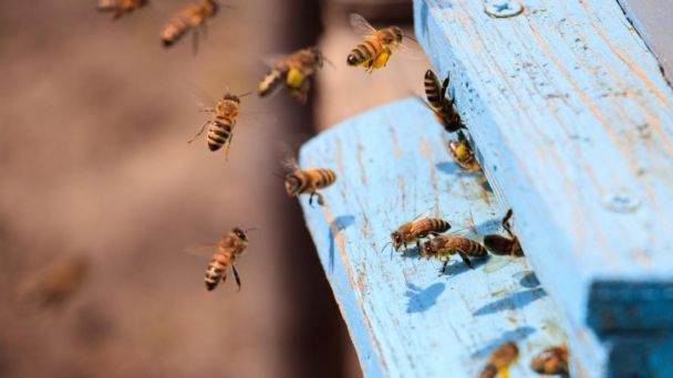  Enjambre de abejas atacó a adolescente en El Caudal