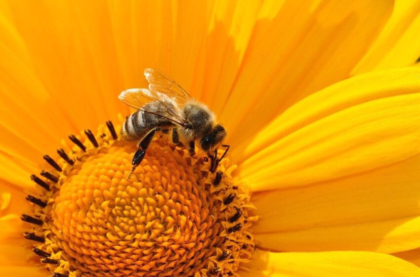  Las abejas están alborotadas y causan daño con graves consecuencias, dicen cuerpos de socorro