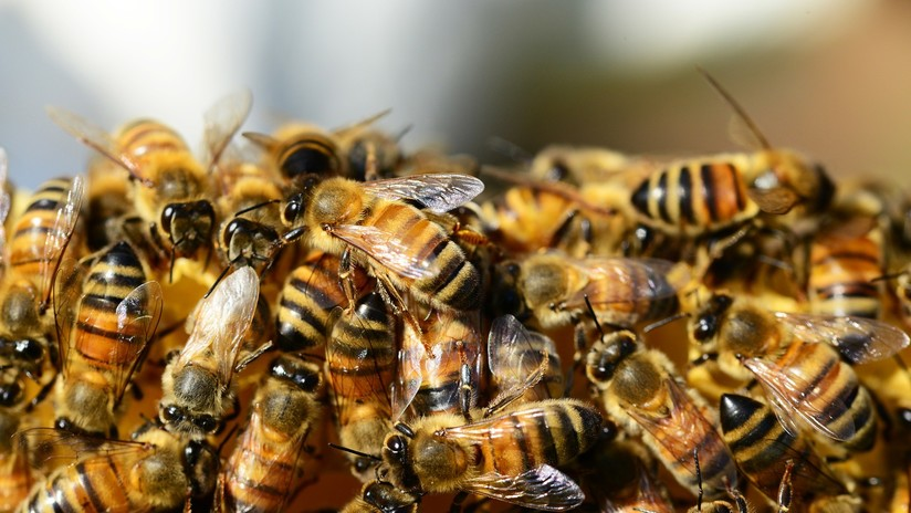  Ataque de abejas, accidentes de tránsito, atracos y riñas familiares los hechos de la vida cotidiana.