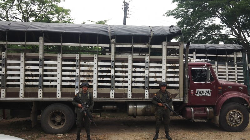  Reses transportadas en camiones confiscó la fuerza pública en municipios del Meta