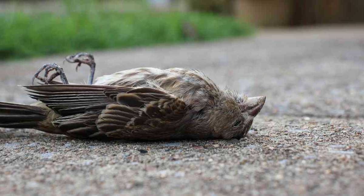  Incinerados murieron gran cantidad de animales. Quema de arroceros se salió de control