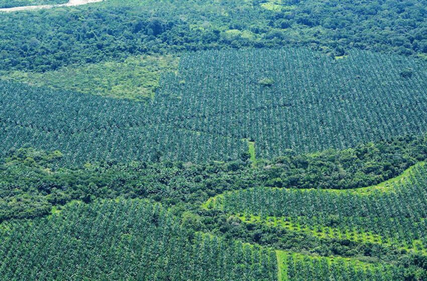  “Los palmeros no deforestan”, dice Fedepalma que Monitorea en el Meta y Guaviare