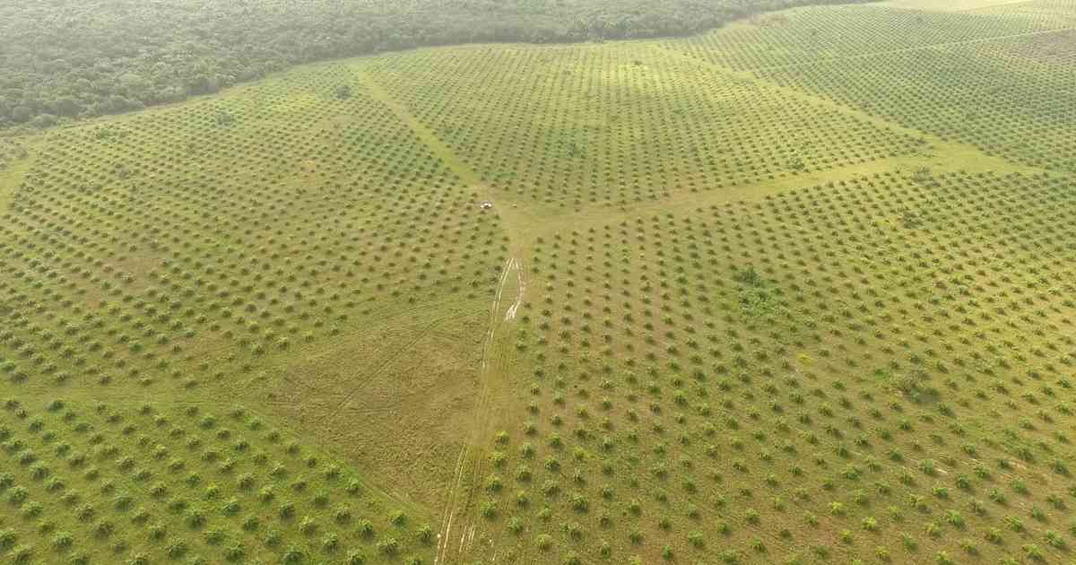  Meta tiene la extensión más grande de palma en Orinoquia. Registra 193.000 hectáreas