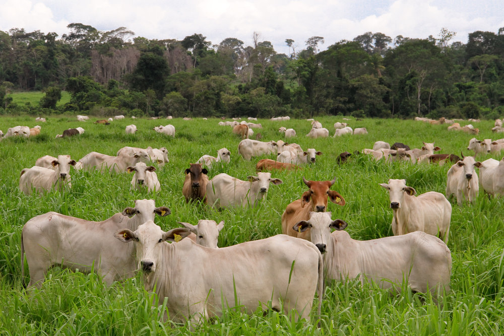  Alcalde de Uribe pide analizar la situación por la orden de sacar el ganado de parques de reserva natural