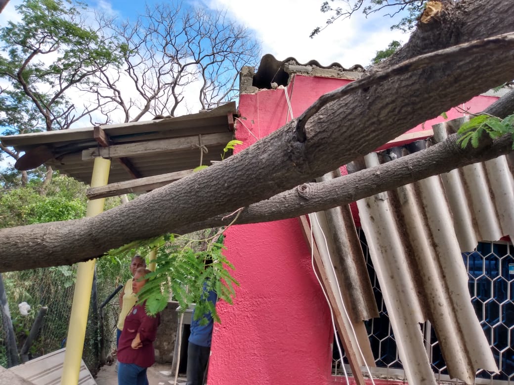  En Caño Grande cayó un árbol y averió varias viviendas