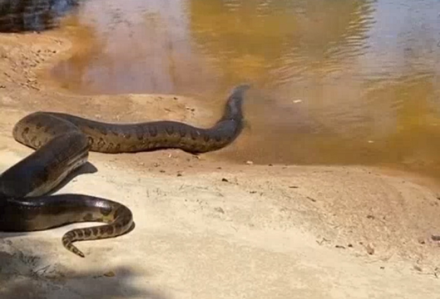  En Apiay dejan libre anaconda para devorar animales en superpoblación