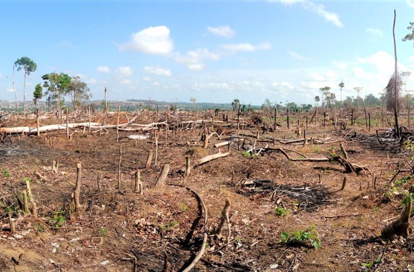  Impedir la  deforestación es  la consigna  mayor, especialmente en   Meta, Vaupés y Guaviare
