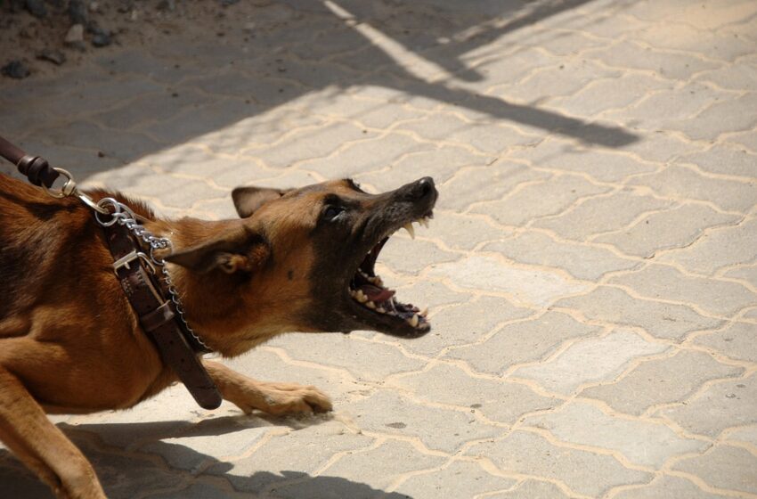  Perros  agresivos y peligrosos deambulan y causan lesiones  a niños y las autoridades  indiferentes