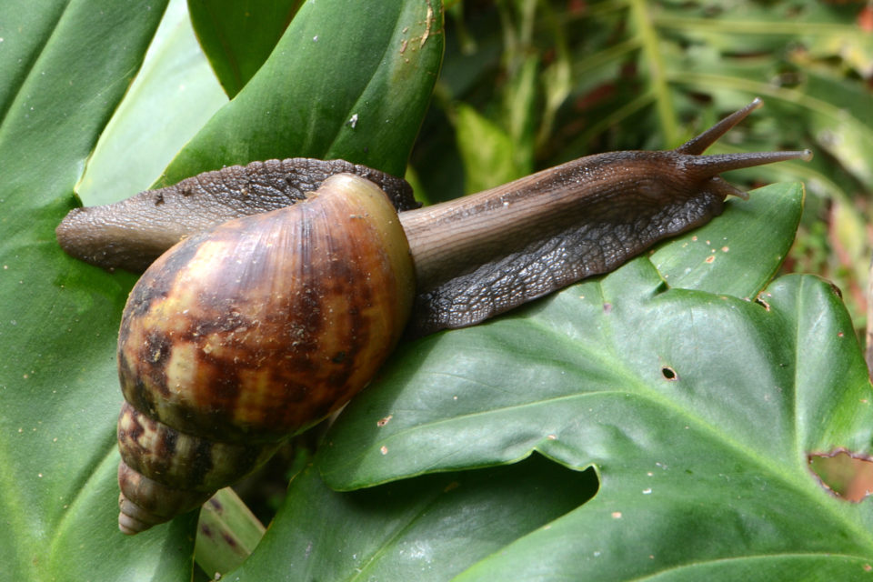  Caracol gigante invade al Meta y pone en riesgo la agricultura