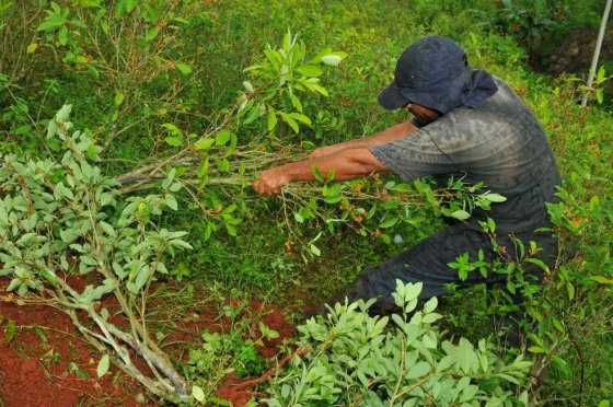  En Guaviare los grupos residuales amenazan la erradicación, pero los cultivos disminuyen