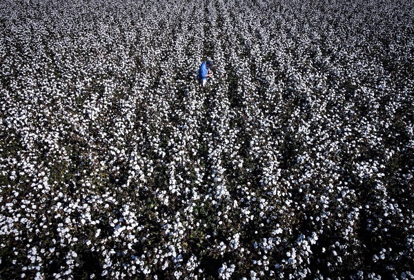  El Meta proyecta de mil a mil quinientas hectáreas de algodón sembradas a fin de año