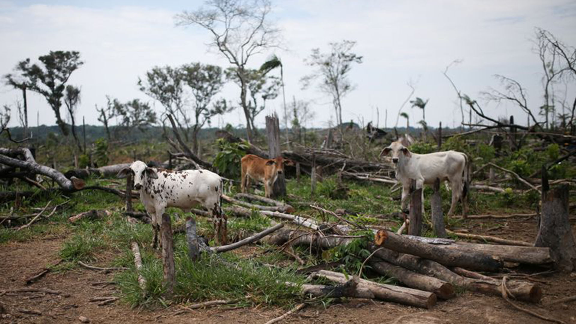  Proponen Audiencia Pública en La Macarena por ganaderos obligados a salir de Parques de reserva natural