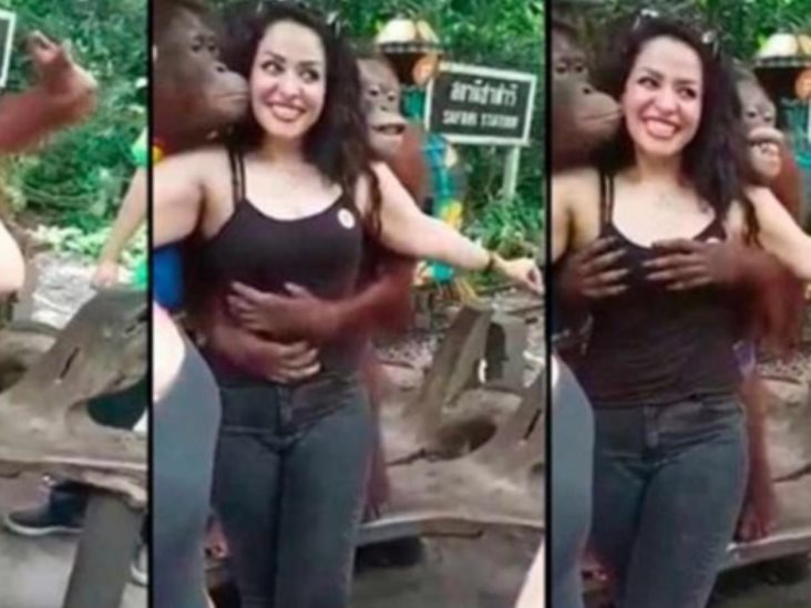  Orangután juguetón manoseó los senos de una mujer mientras le daba besos