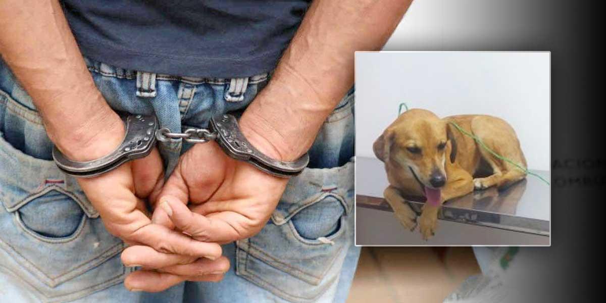  Judicializan a hombre por maltrato animal agravado