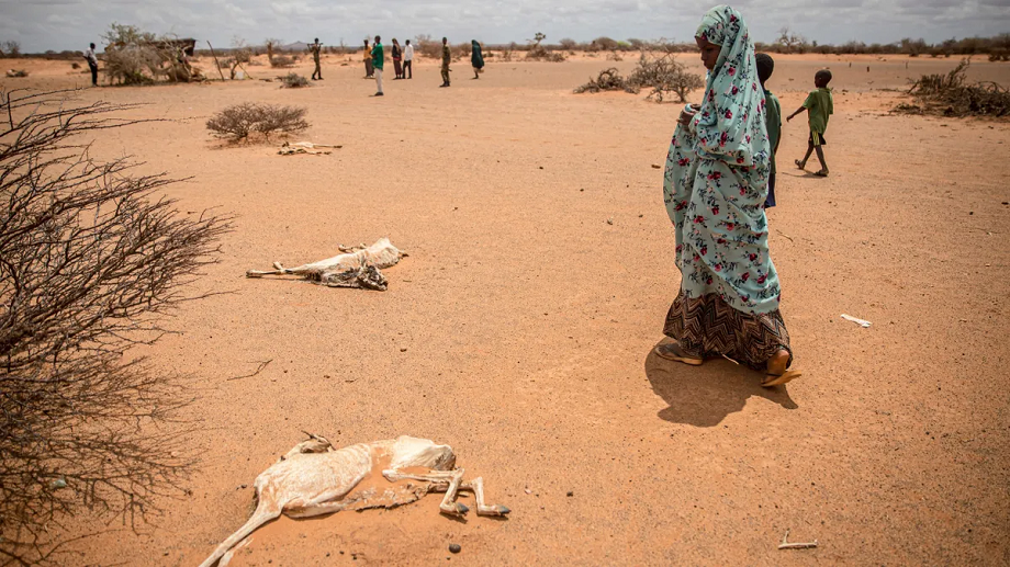  Mueren 1,5 millones de cabezas de ganado en partes de Etiopía afectadas por sequía
