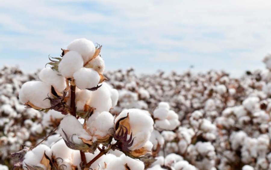  El algodón: objetivo vital para la reactivación económica del Meta