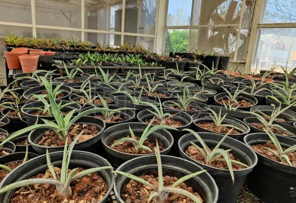  MÉXICO SALUD – Centro mexicano estudia sustancias del agave para control del peso y diabetes