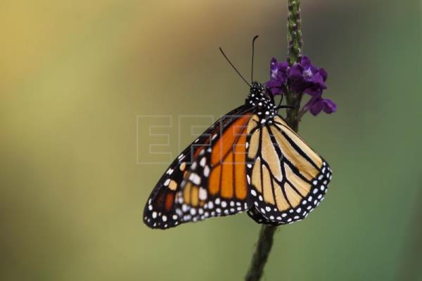  MÉXICO ESPECIES – WWF: ingreso de mariposa monarca a especies amenazadas es una “oportunidad”