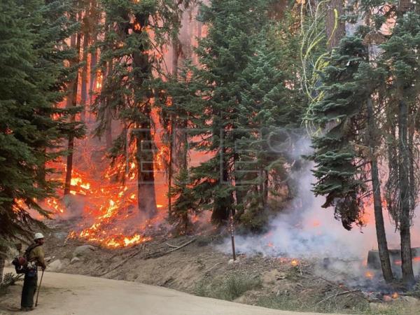  EEUU SECUOYAS – Sequía e incendios amenazan las ancestrales secuoyas en EE.UU.