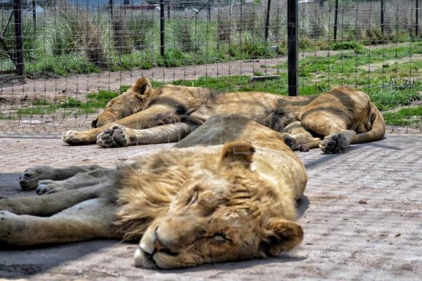 Docena de felinos que sufrían maltrato llegan a reserva en centro de México