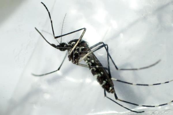  EEUU DENGUE – En julio se registraron dos casos de dengue autóctono en Miami-Dade