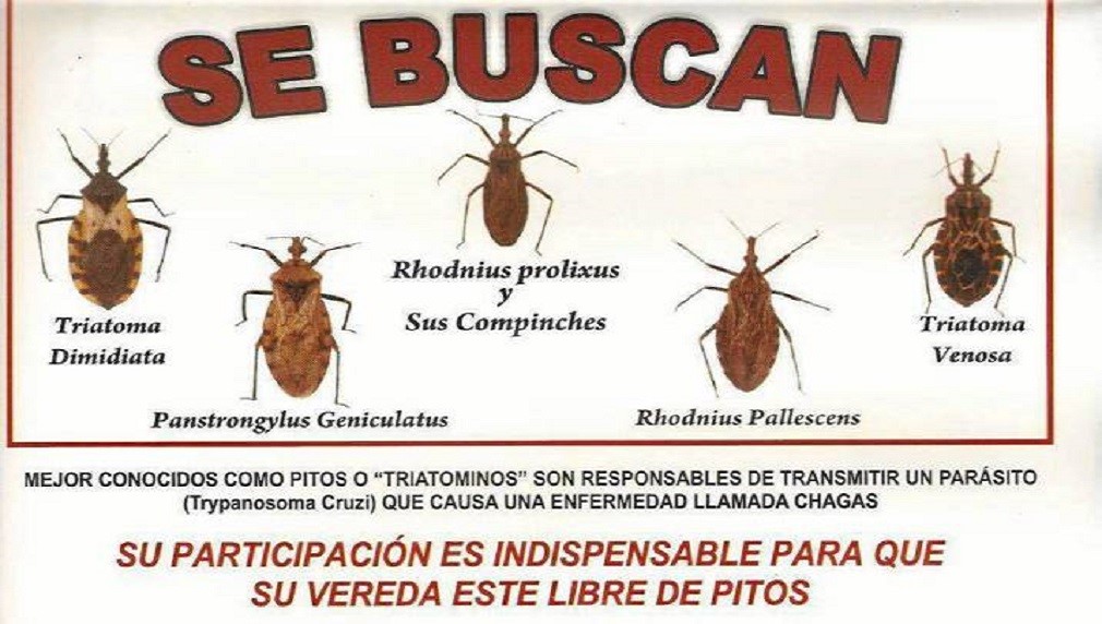  La sal clave para evitar picadura del pito, transmisor del Chagas