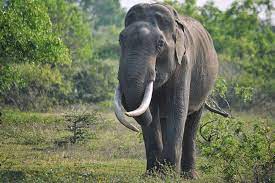  Elefante partió por la mitad a su cuidador al no soportar las condiciones a las que estaba sometido