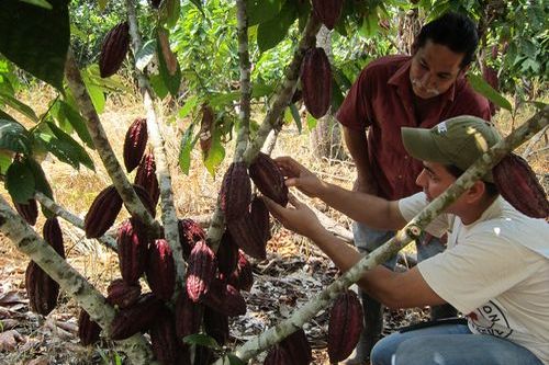  Comenzó la sembratón de plátano y cacao en doce municipios