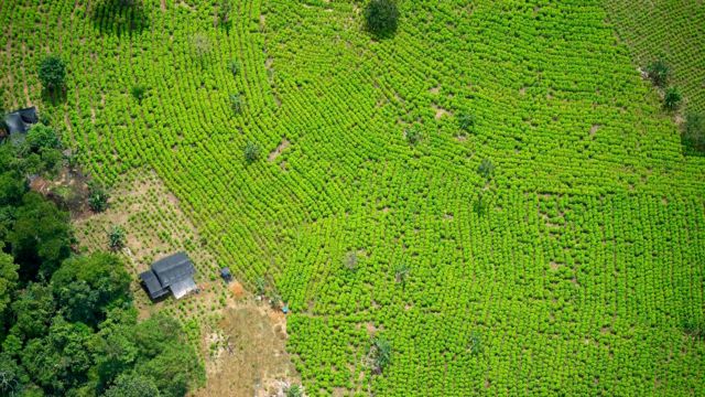  Tierras que eran de narcotraficantes ahora están produciendo alimentos