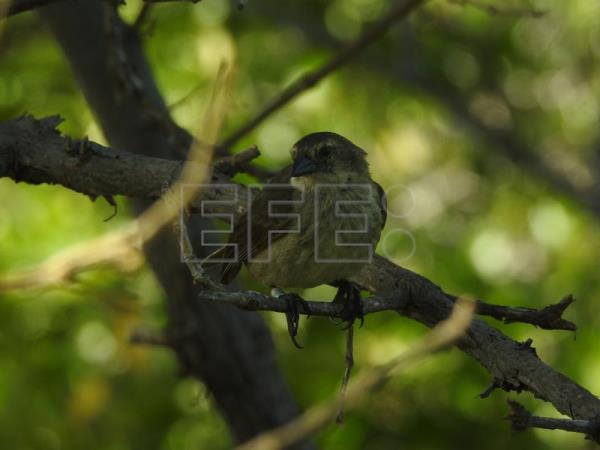 Hallan doce parejas reproductoras de pinzón de manglar en la isla de Galápagos