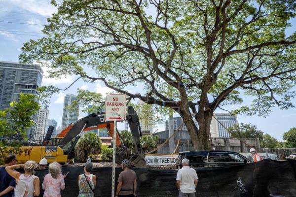 Un centenario árbol de Florida amenazado por una construcción es trasplantado