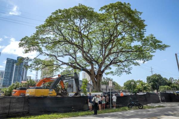 Un centenario árbol de Florida amenazado por una construcción es trasplantado