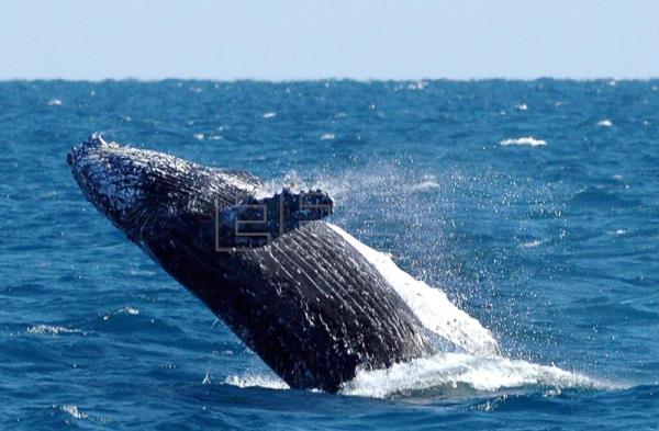  N. ZELANDA BALLENAS – La crisis climática hará las aguas neozelandesas inhóspitas para las ballenas